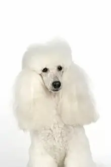 DOG - Miniature Poodle