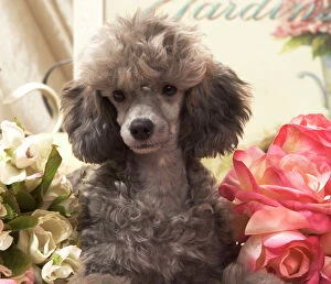 Images Dated 16th November 2007: Dog - Miniature Poodle