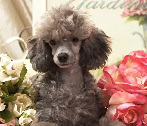 Miniature Prints: Dog - Miniature Poodle