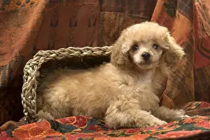 Dog - Miniature Poodle - apricot