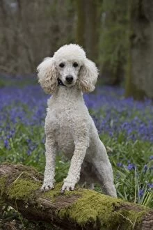 Dog Miniature Poodle in a Bluebell wood