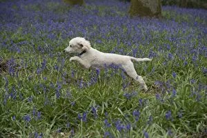 Dog Miniature Poodle running in a Bluebell wood