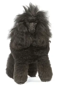 Barbone Prints: Dog - Miniature Poodle in studio