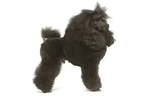 Dog - Miniature Poodle in studio