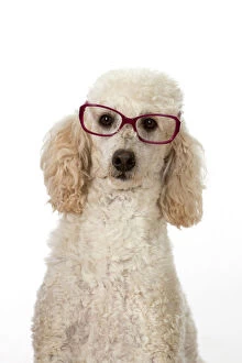 New images april 2017/dog miniature poodle wearing glasses