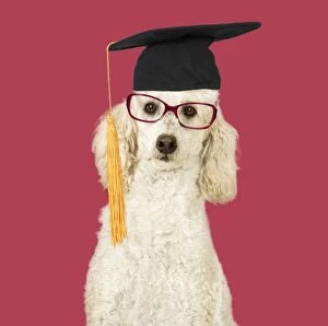 DOG. Miniature Poodle wearing glasses and student