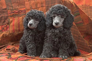 Poodle Collection: Dog - Miniature Poodles
