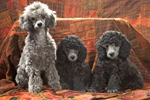 Dog - Miniature Poodles