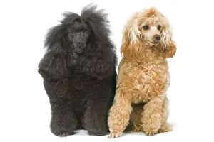 Dog - Miniature Poodles in studio