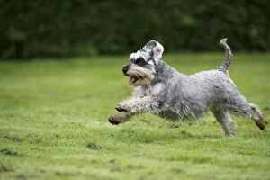 DOG - Miniature Schanuzer - running through garden