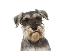 Dog Miniature Schnauuzer wearing glasses
