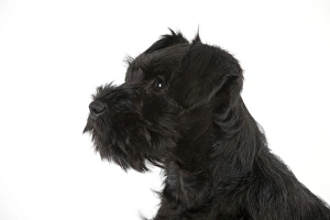 Images Dated 16th April 2011: Dog - Miniature Schnauzer - 10 week old puppy