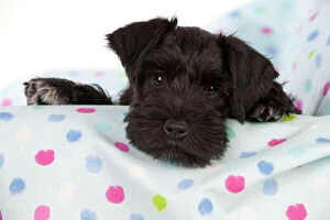 Schnauzers Collection: Dog - Miniature Schnauzer - 10 week old puppy - lying down on sofa