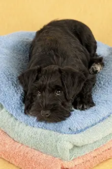 Dog - Miniature Schnauzer - 10 week old puppy - lying down on a pile of towels