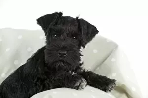 Images Dated 16th April 2011: Dog - Miniature Schnauzer - 10 week old puppy - lying down on sofa