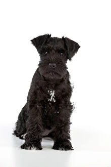 Images Dated 16th April 2011: Dog - Miniature Schnauzer - 10 week old puppy - sitting down