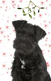 Christmas Prints: Dog - Miniature Schnauzer - 10 week old puppy - sitting down under mistletoe Digital Manipulation: Mistletoe (USH)