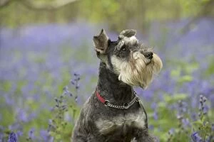 Images Dated 6th May 2014: Dog Miniature Schnauzer