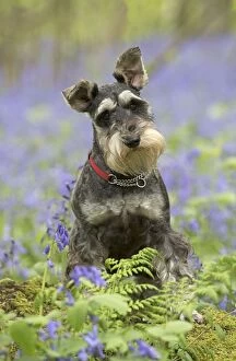 Images Dated 6th May 2014: Dog Miniature Schnauzer