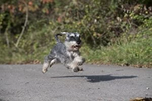 Images Dated 27th October 2016: Dog Miniature Schnauzer