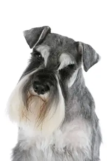 Dog - Miniature Schnauzer