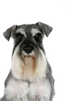 Dog - Miniature Schnauzer