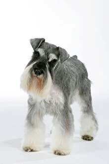 Schnauzers Collection: Dog - Miniature Schnauzer