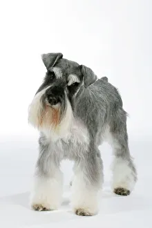 Dog - Schnauzer