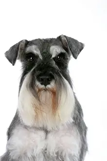 Miniature Prints: Dog - Miniature Schnauzer