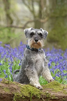New images april 2017/dog miniature schnauzer bluebell wood
