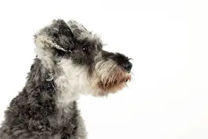 DOG - Miniature schnauzer (clipped)