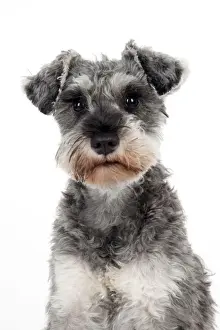 DOG - Miniature schnauzer (clipped)