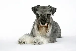 DOG. Miniature Schnauzer, laying down
