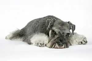 Miniature Prints: DOG. Miniature Schnauzer, laying down