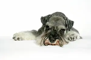 Miniature Prints: DOG. Miniature Schnauzer, laying down