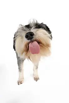 Schnauzer Prints: DOG. Miniature schnauzer licking the screen