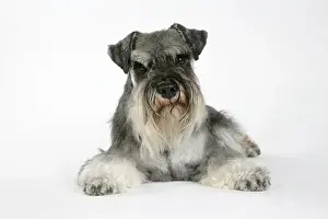 DOG. Miniature Schnauzer lying down
