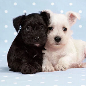 Dog. Miniature Schnauzer puppies (6 weeks old) on blue background