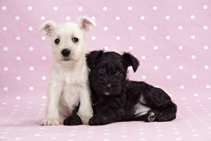 Images Dated 20th December 2008: Dog. Miniature Schnauzer puppies (6 weeks old) on pink background Digital Manipulation