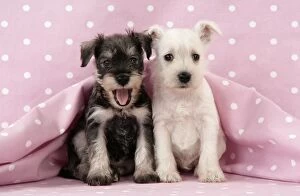 Images Dated 21st December 2008: Dog. Miniature Schnauzer puppies (6 weeks old) on pink background Digital Manipulation