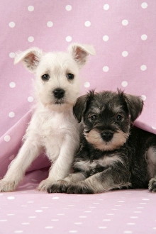 Images Dated 21st December 2008: Dog. Miniature Schnauzer puppies (6 weeks old) on pink background Digital Manipulation