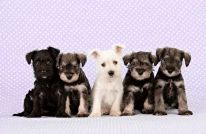 Mixed Colours Collection: Dog. Miniature Schnauzer puppies (6 weeks old) Digital Manipulation: background colour