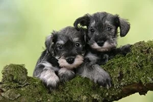 Images Dated 21st December 2008: Dog. Miniature Schnauzer puppies (6 weeks old) on a mossy log