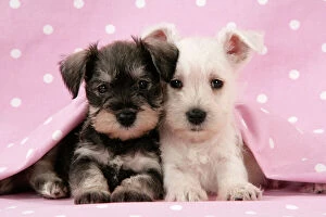 Best Friends Collection: Dog. Miniature Schnauzer puppies (6 weeks old) on pink background Digital Manipulation
