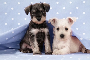 Images Dated 21st December 2008: Dog. Miniature Schnauzer puppies (6 weeks old) on blue background Digital Manipulation