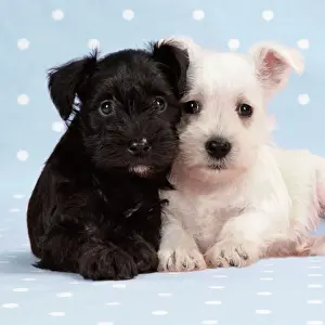 Dog. Miniature Schnauzer puppies (6 weeks old) on blue background Digital Manipulation: cropped, background colour changed