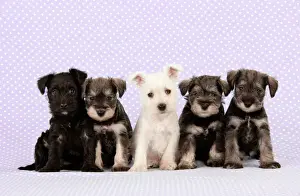 Friend Prints: Dog. Miniature Schnauzer puppies (6 weeks old) Digital Manipulation: background colour