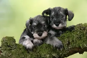 Dog. Miniature Schnauzer puppies (6 weeks old) on a mossy log