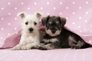 Dog. Miniature Schnauzer puppies (6 weeks old) on pink background Digital Manipulation: background colour