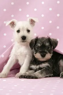 Dog. Miniature Schnauzer puppies (6 weeks old) on pink background Digital Manipulation: background colour